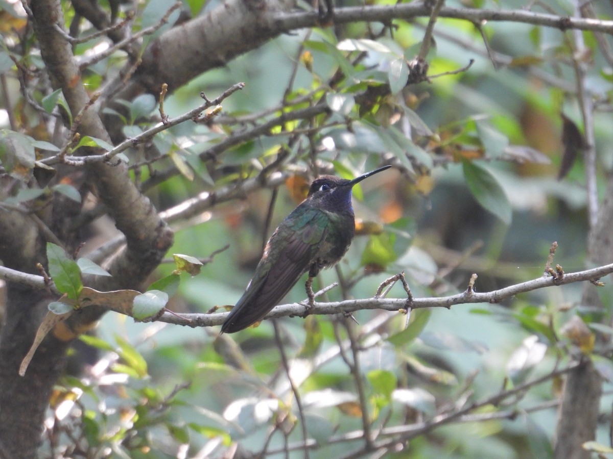 Rivoli's Hummingbird - ML644567782