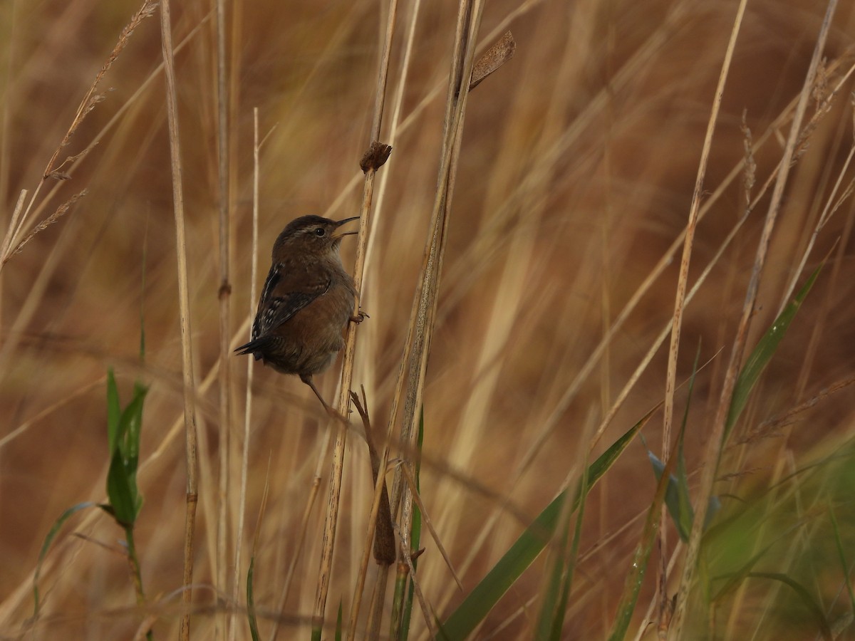 Zingira-txepetxa - ML644567783