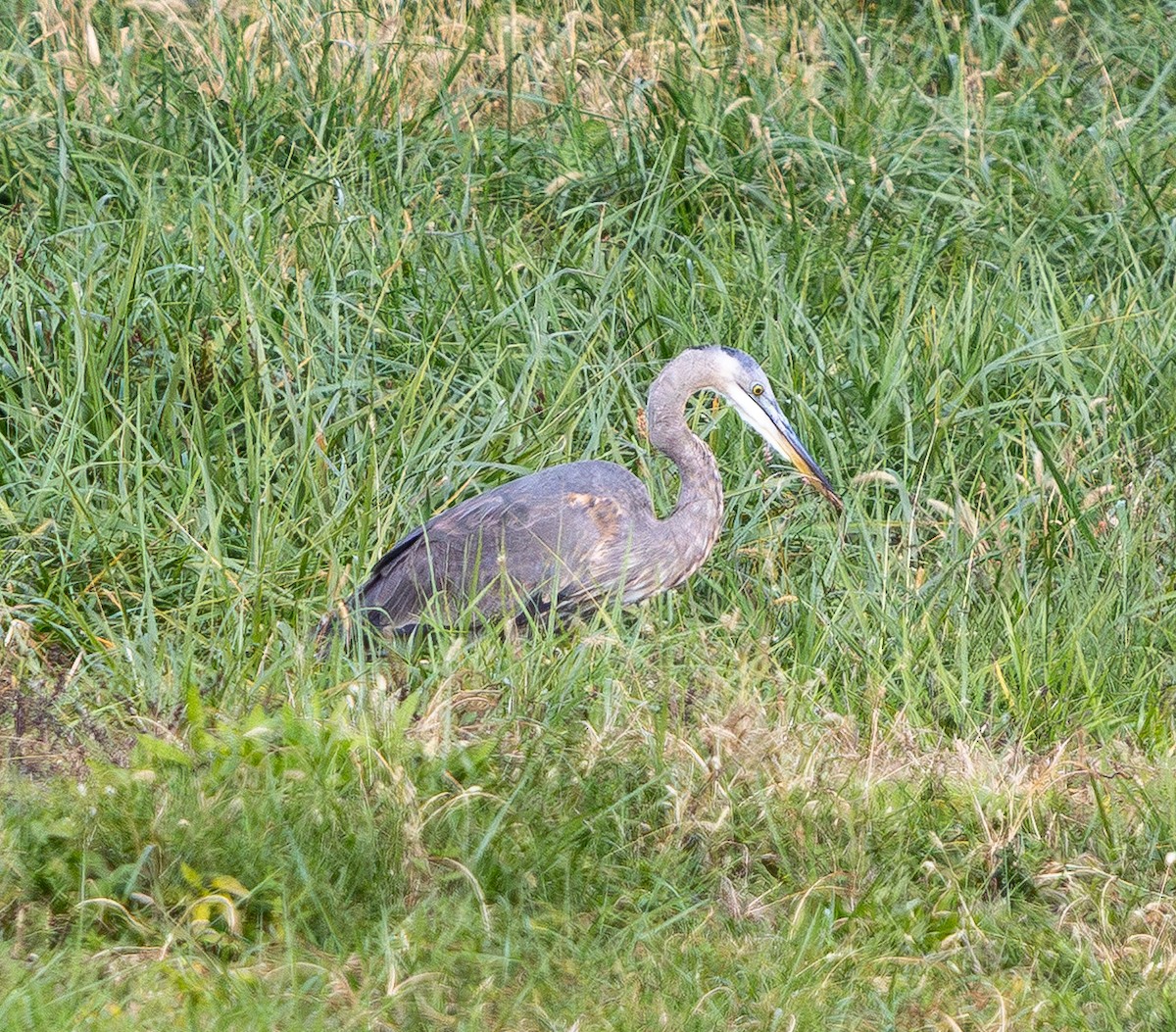Great Blue Heron - ML644567792