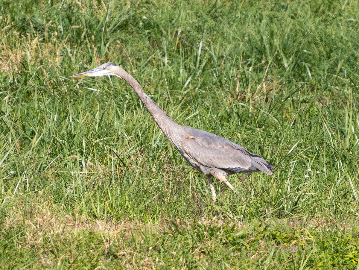 Great Blue Heron - ML644567795