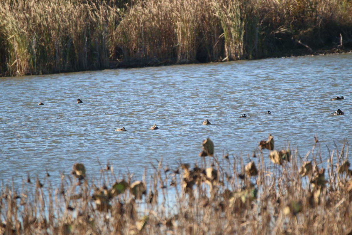 American Wigeon - ML644567798