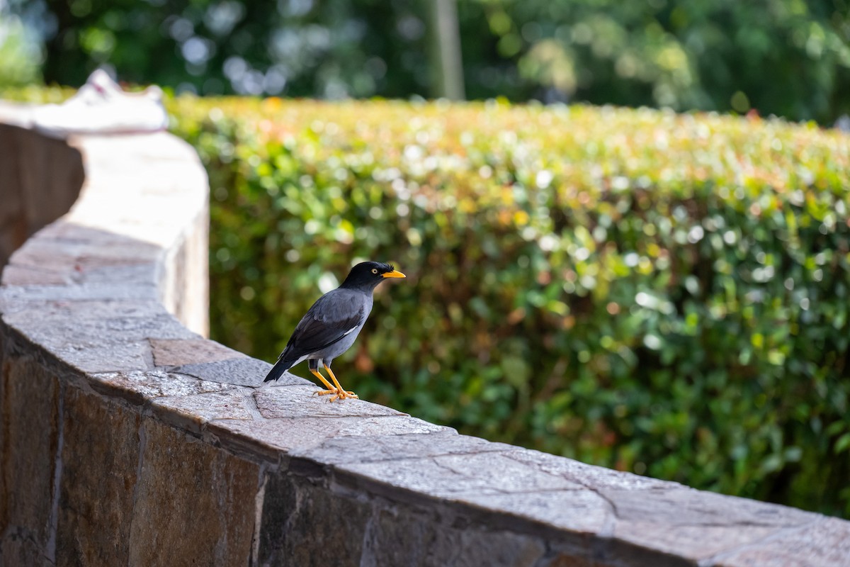 Javan Myna - ML644567799