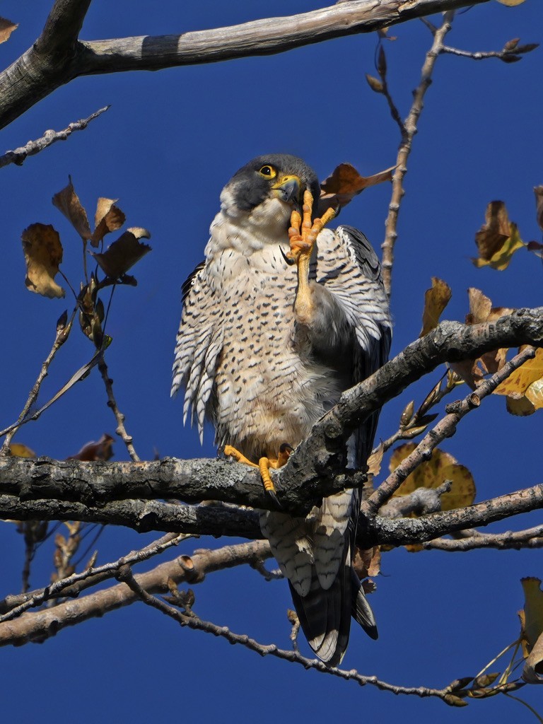 Эгэл шонхор - ML644567804