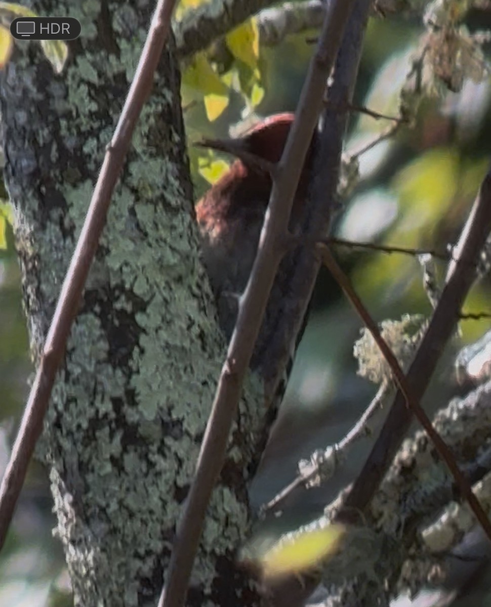 Red-breasted Sapsucker - ML644567805
