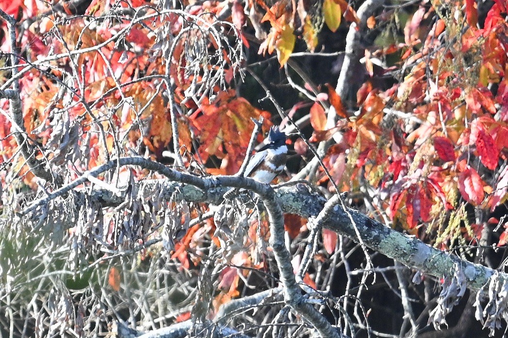 Belted Kingfisher - ML644567806