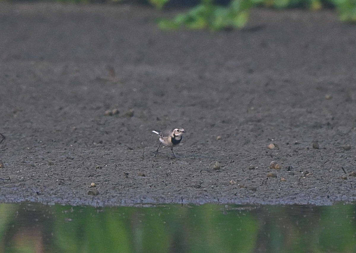 Bergeronnette grise - ML644567811