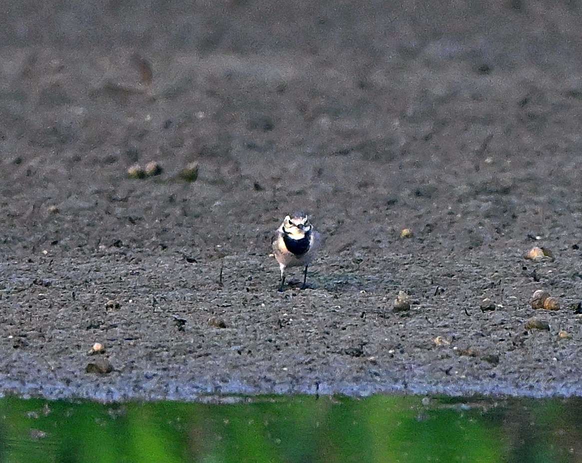 Bergeronnette grise - ML644567812