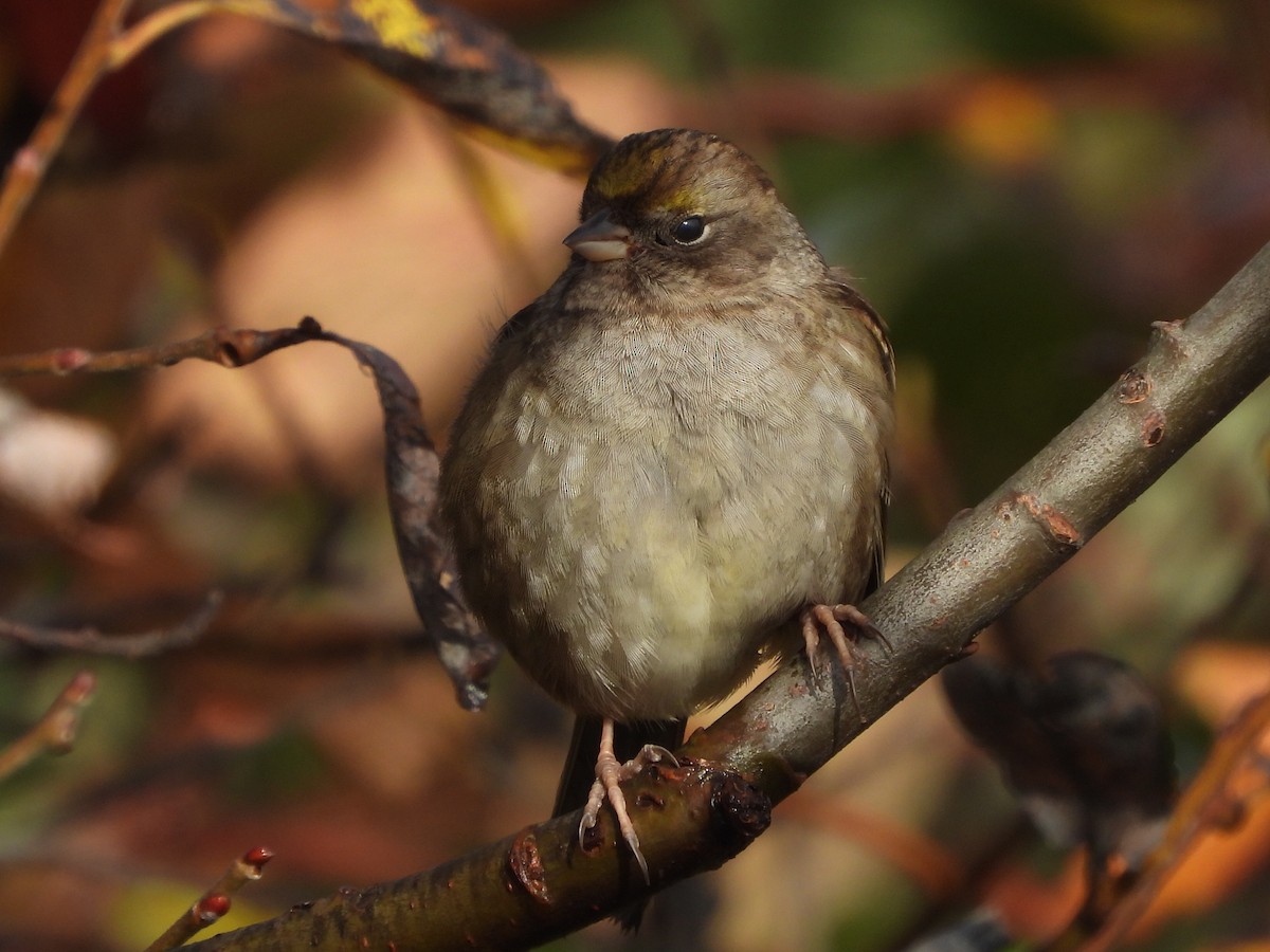 Golden-crowned Sparrow - ML644567814