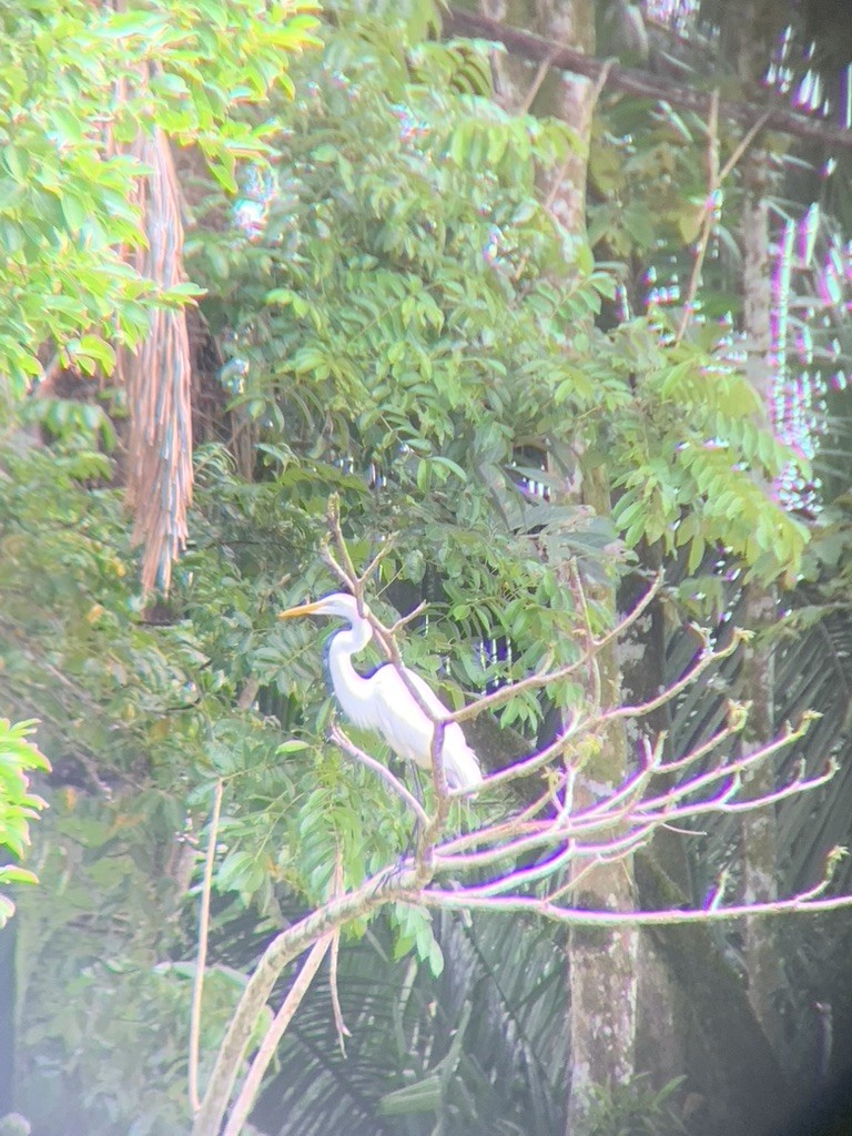 Цасч дэглий - ML644567819