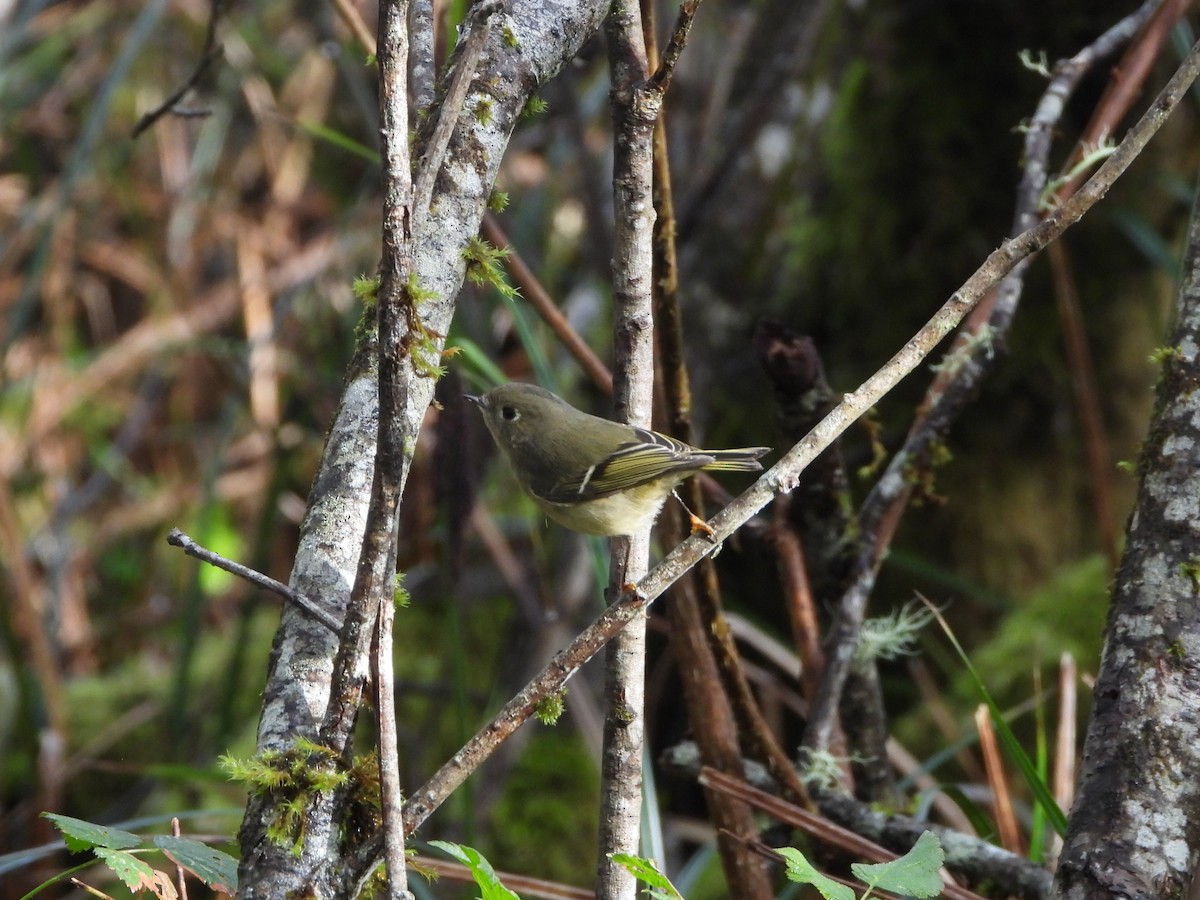 Erregetxo mottogorria - ML644567827