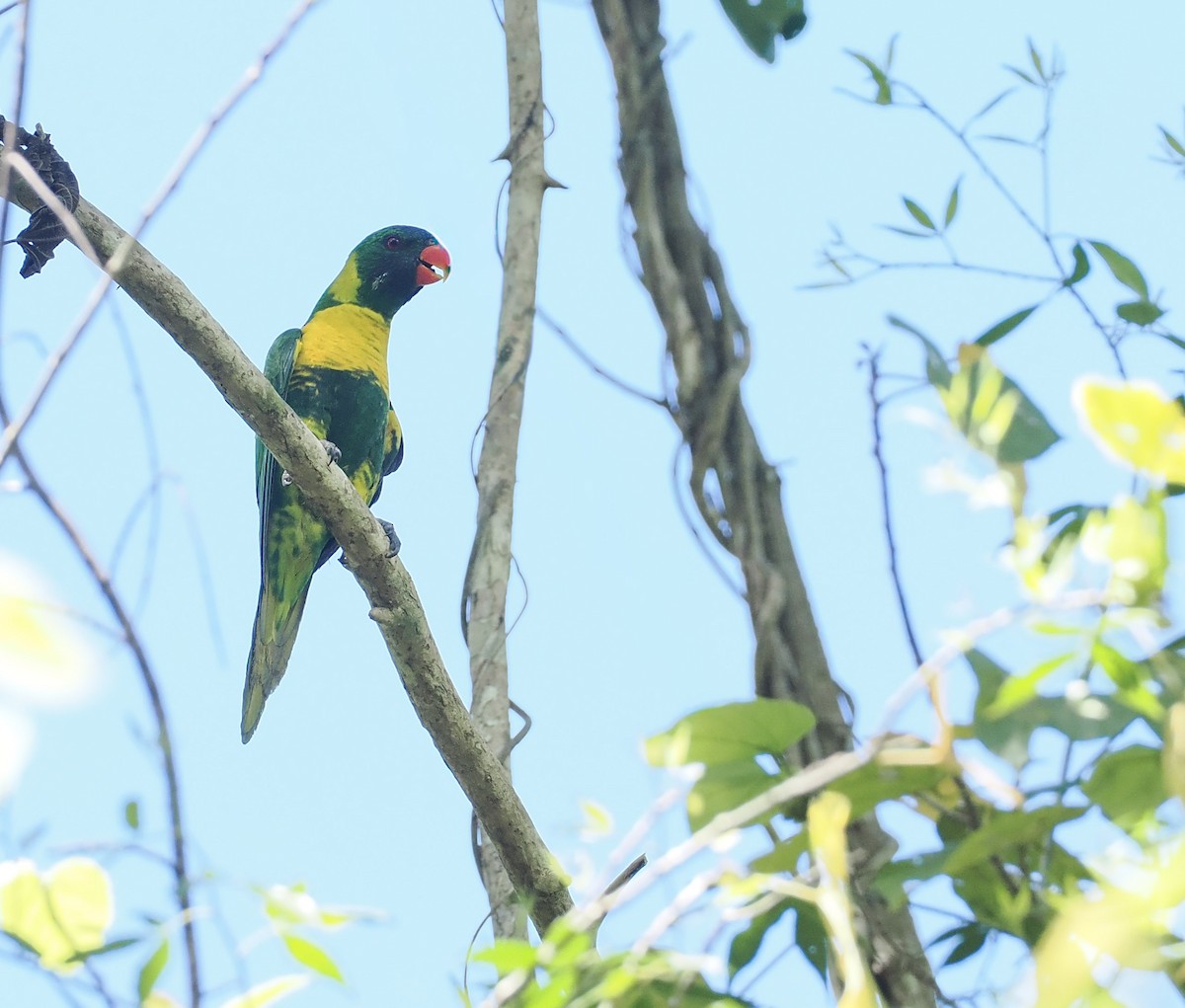 Marigold Lorikeet - ML644567828