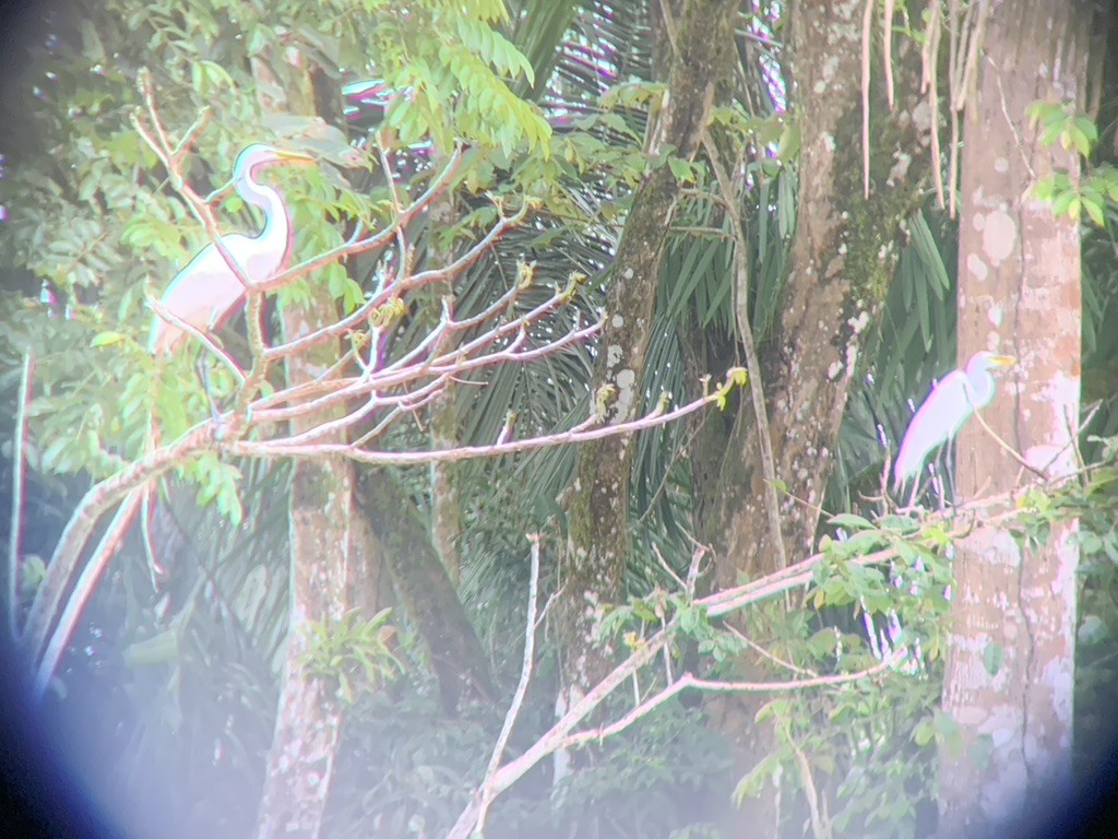 Цасч дэглий - ML644567830