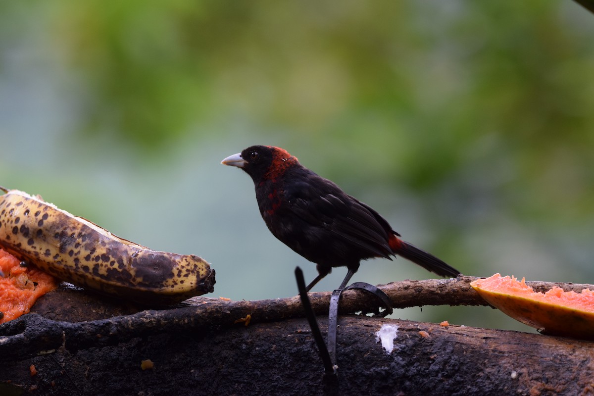 Crimson-collared Tanager - ML644567831
