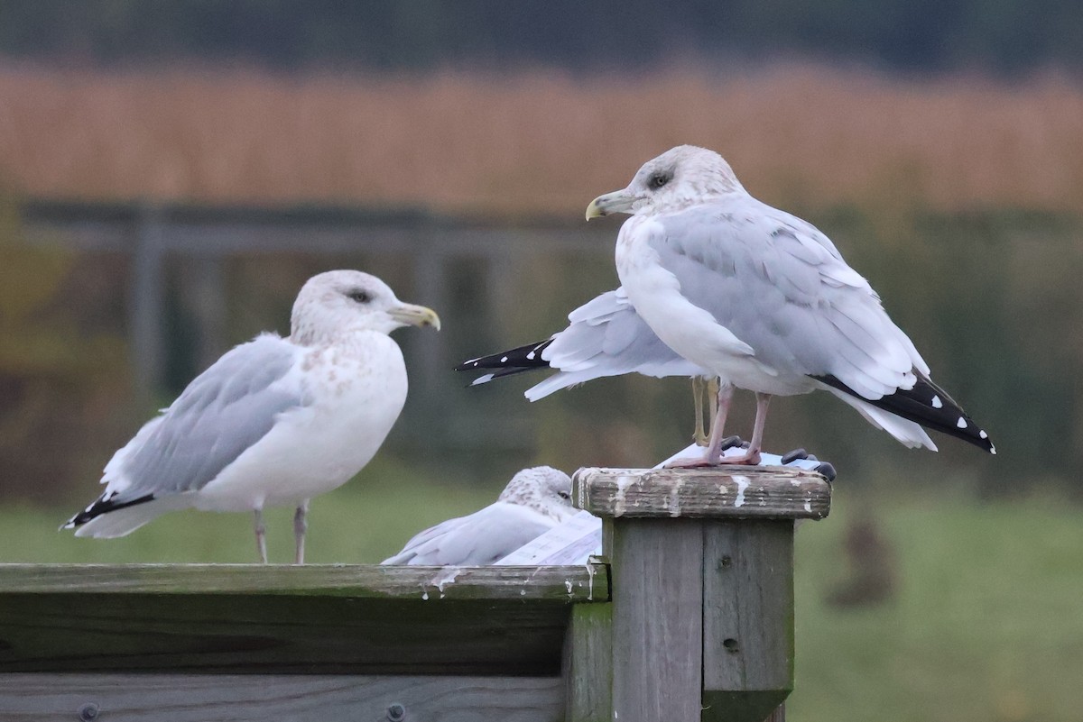 American Herring Gull - ML644567833
