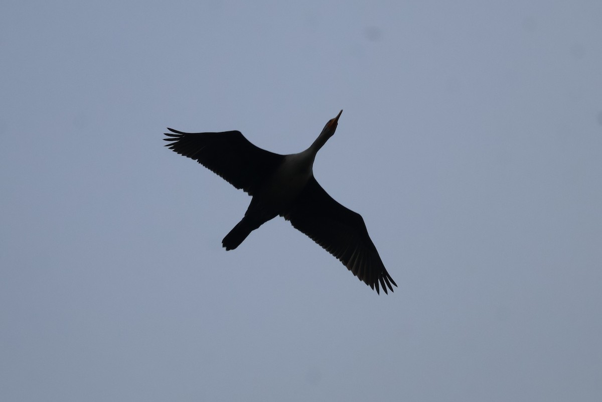 Double-crested Cormorant - ML644567834