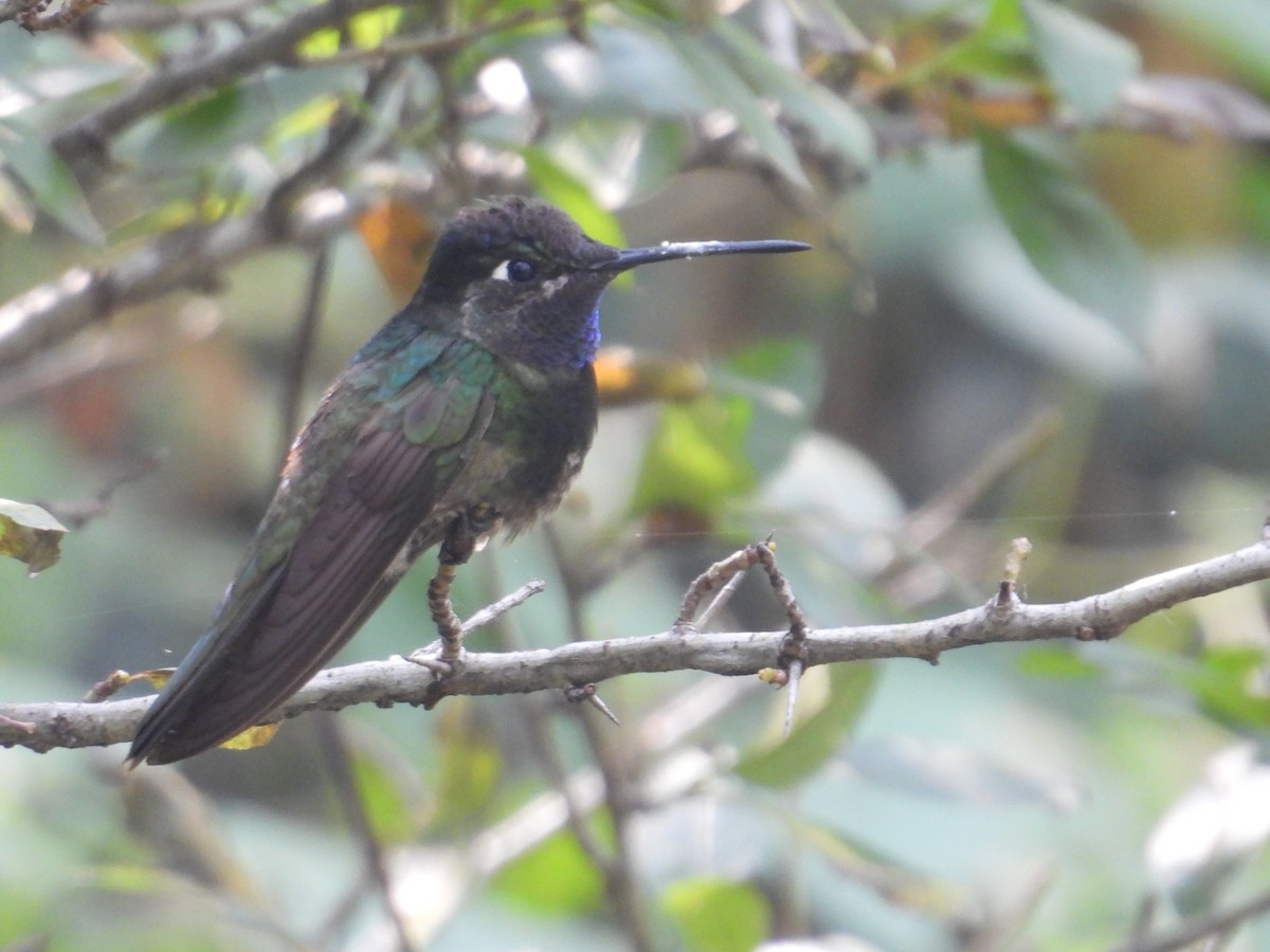 Rivoli's Hummingbird - ML644567839