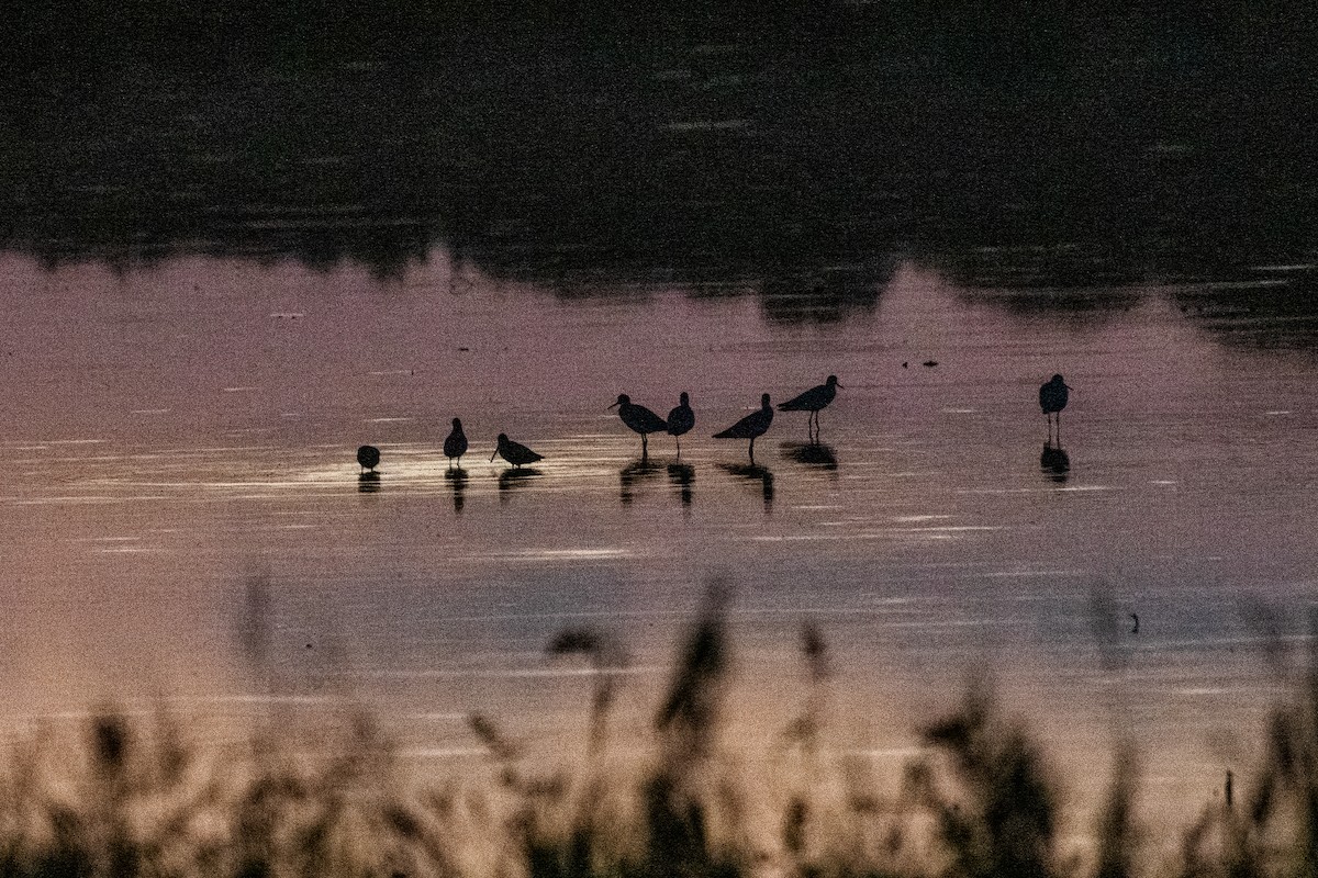 Greater Yellowlegs - ML644567840