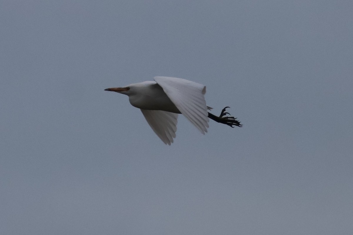 Western Cattle-Egret - ML644567841