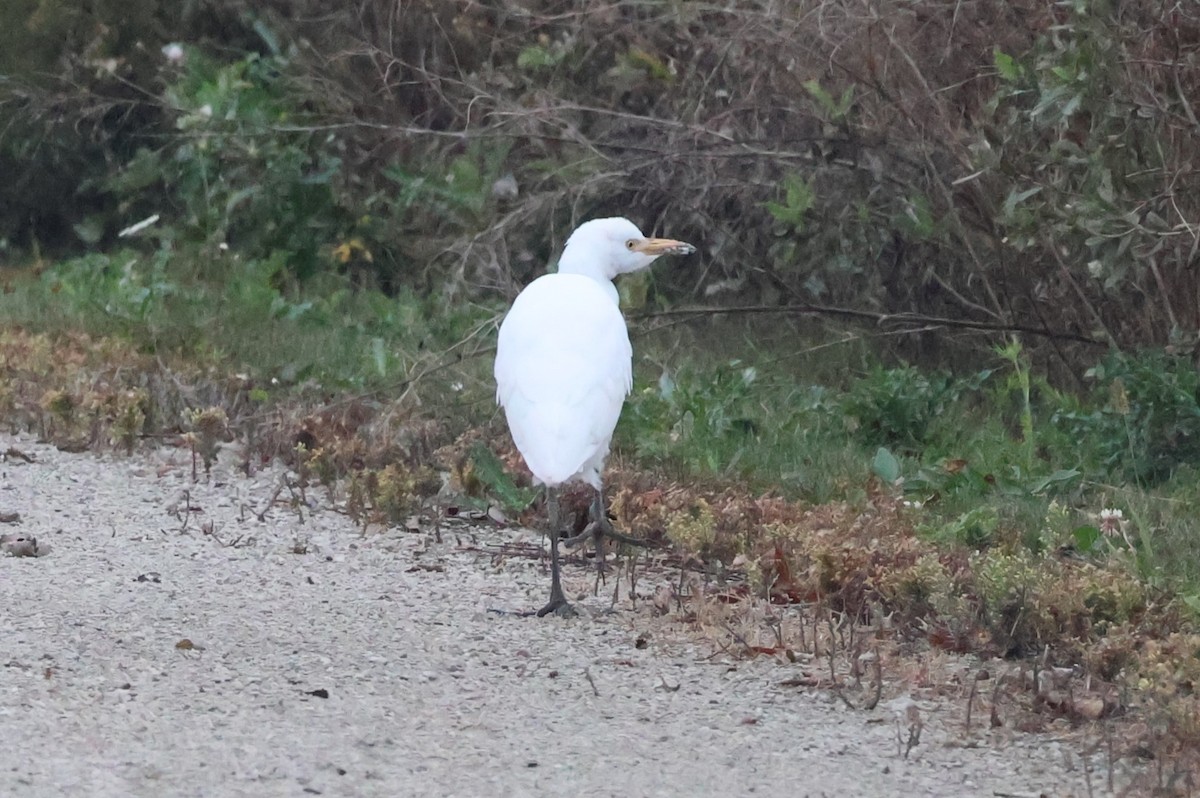 Western Cattle-Egret - ML644567842