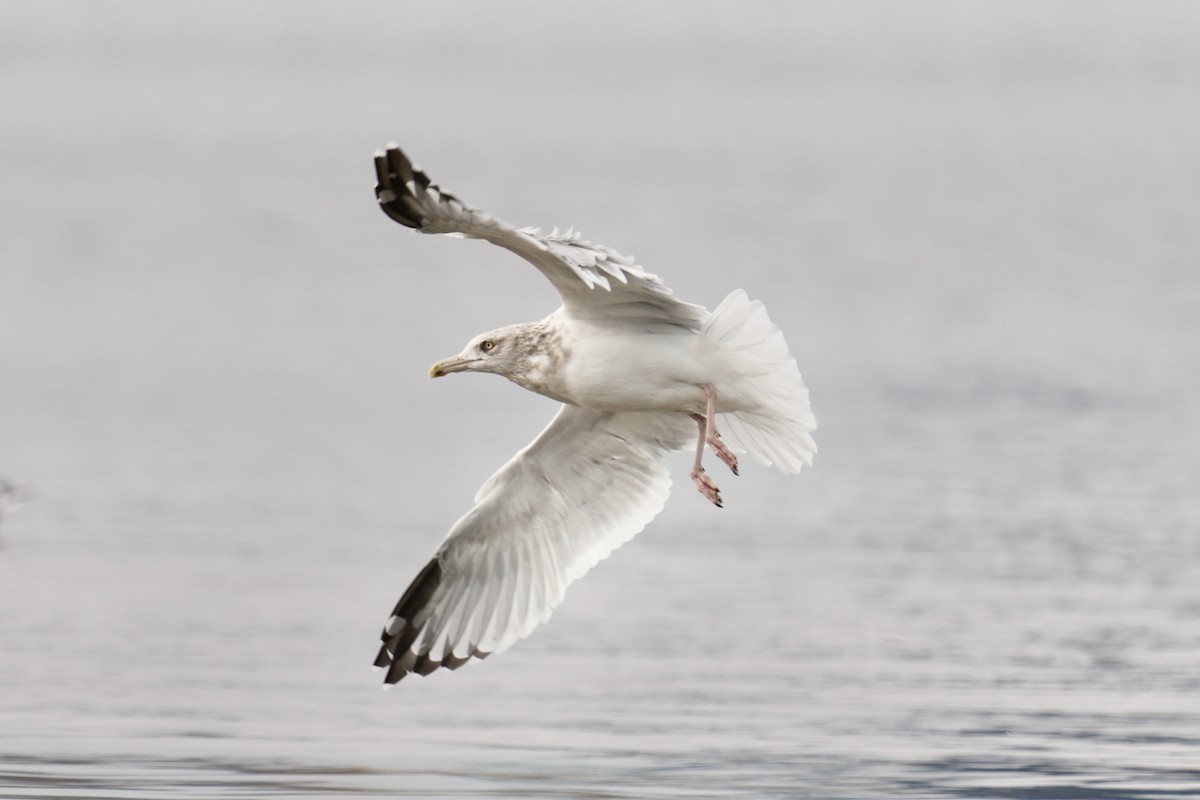 American Herring Gull - ML644567849