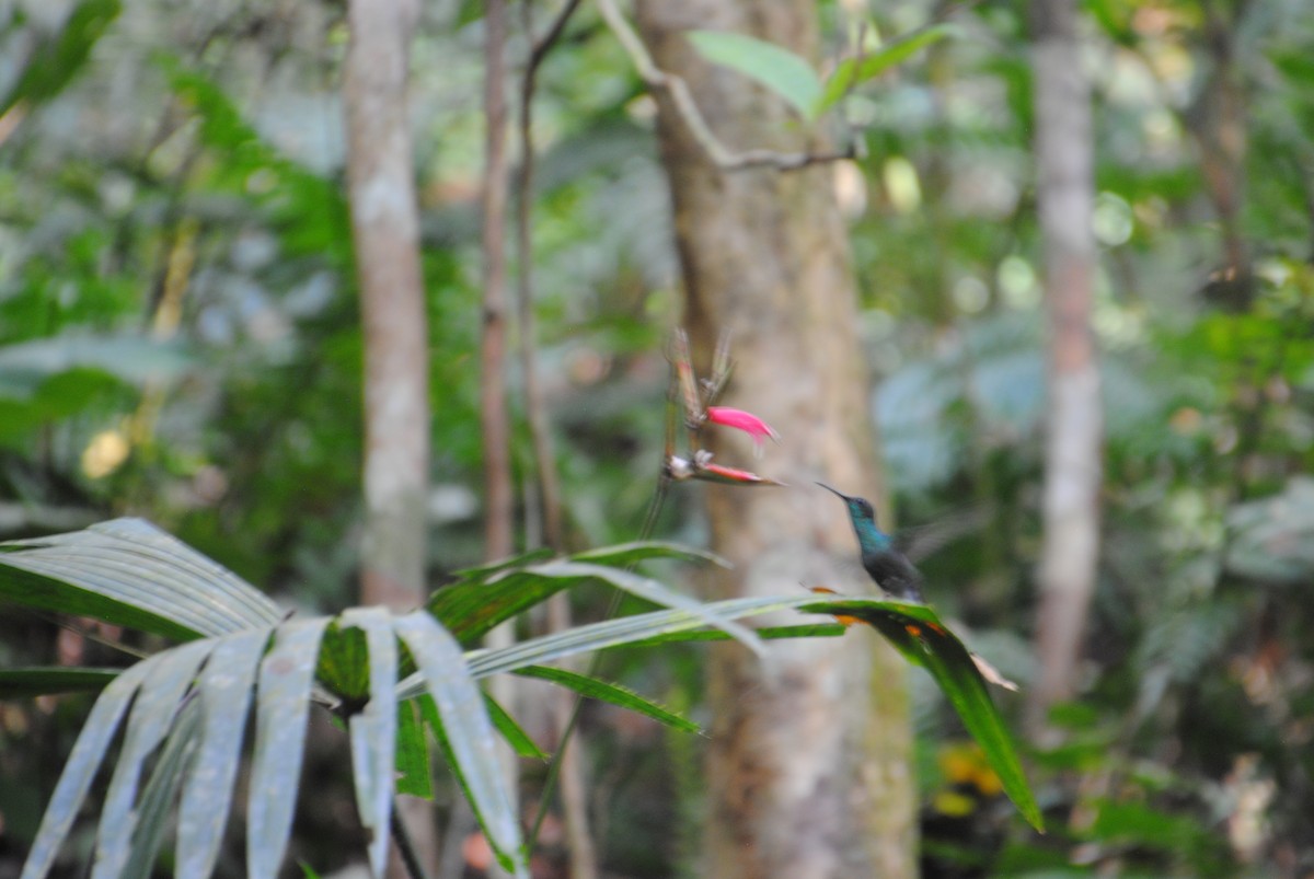 White-vented Plumeleteer - ML644567853