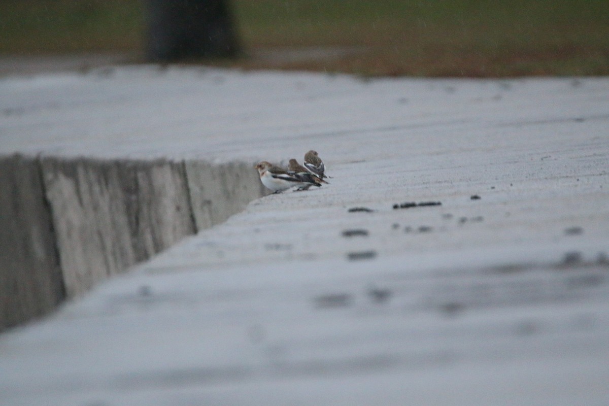 Цасч хөмрөг - ML644567861