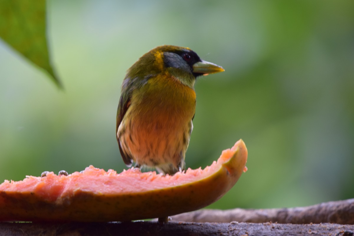 Red-headed Barbet - ML644567862