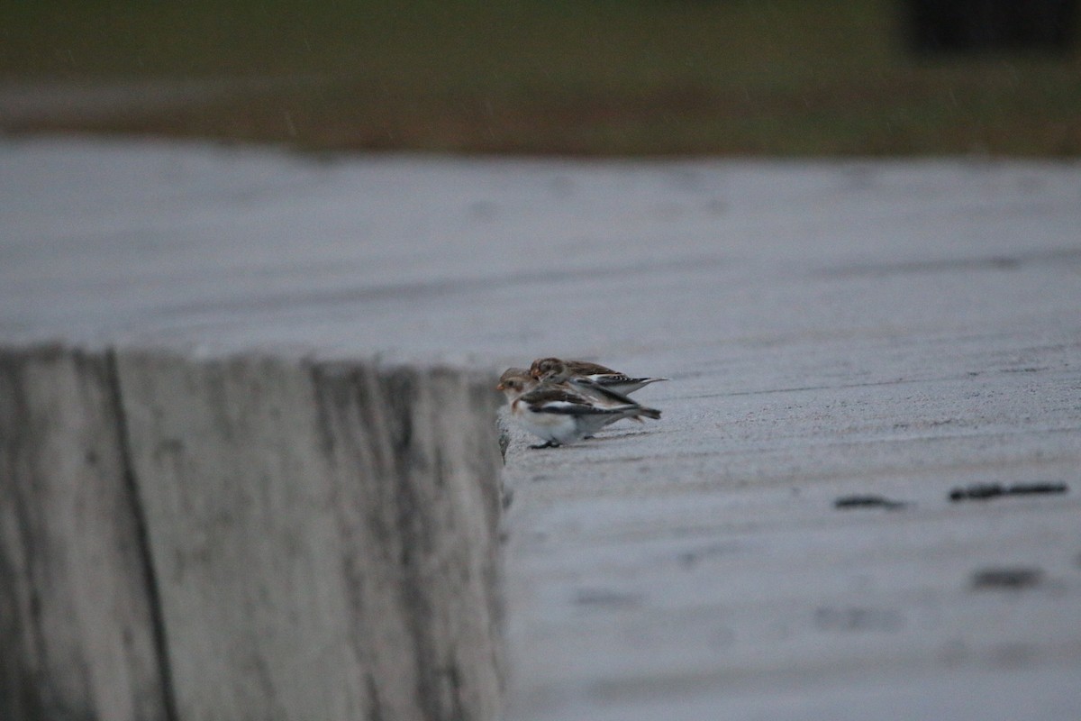 Цасч хөмрөг - ML644567863