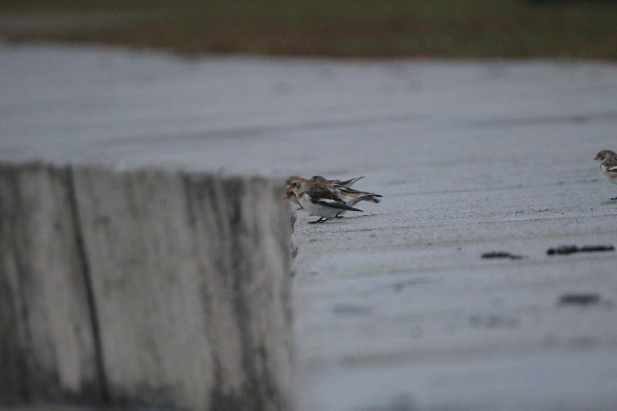 Цасч хөмрөг - ML644567864