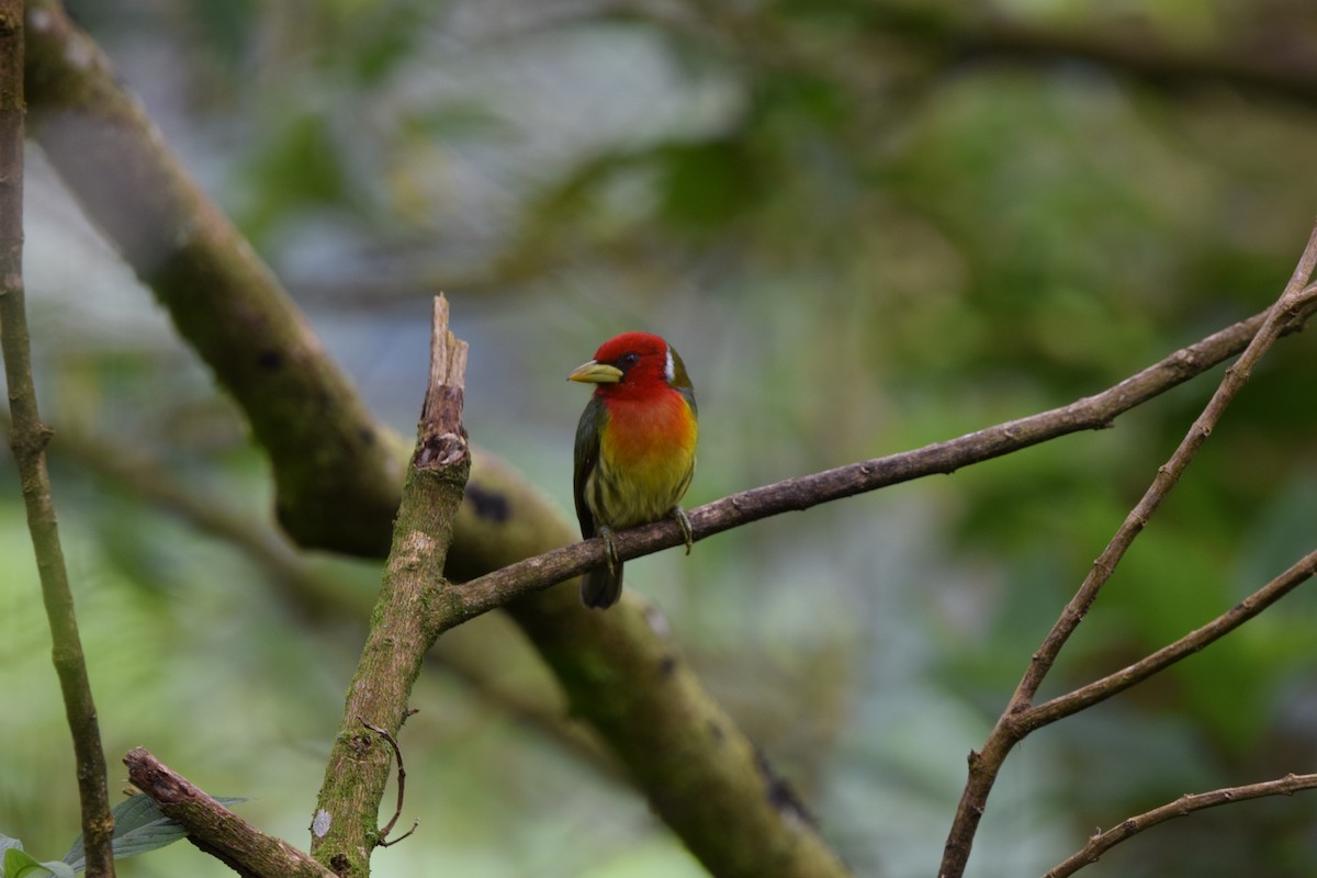 Red-headed Barbet - ML644567869