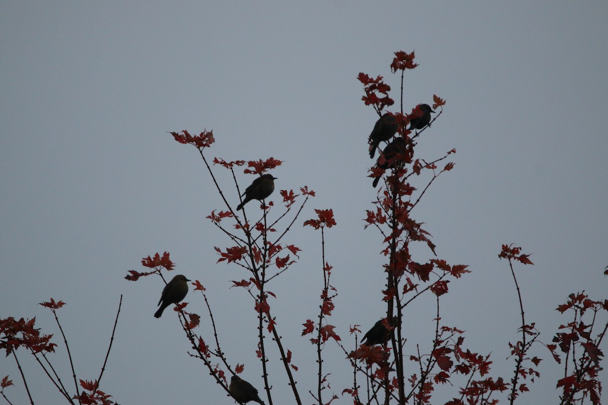 Rusty Blackbird - ML644567871