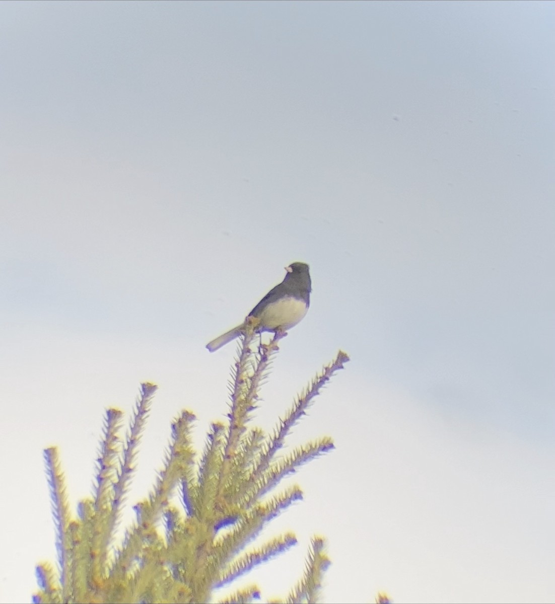 Dark-eyed Junco - ML644567872