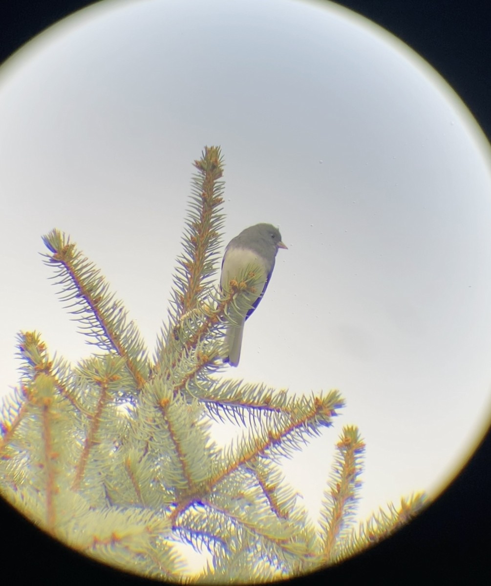 Dark-eyed Junco - ML644567873