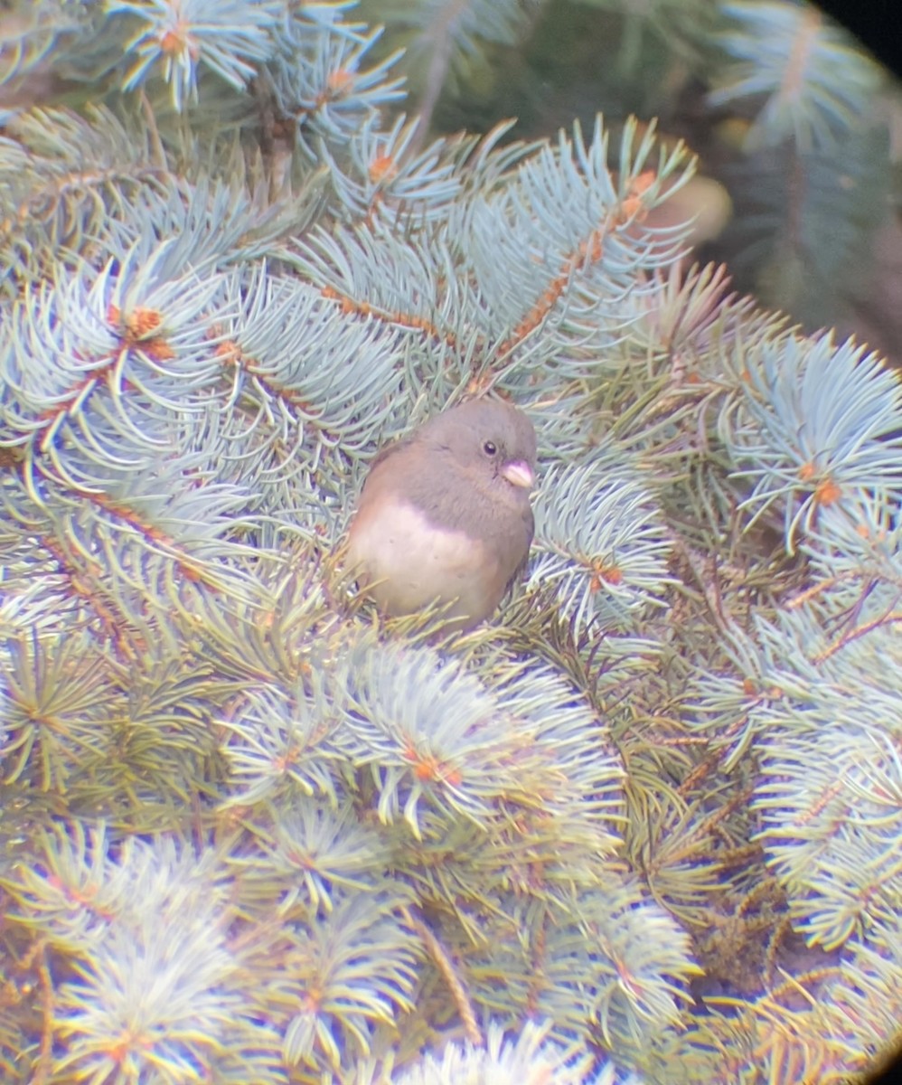 Dark-eyed Junco - ML644567874
