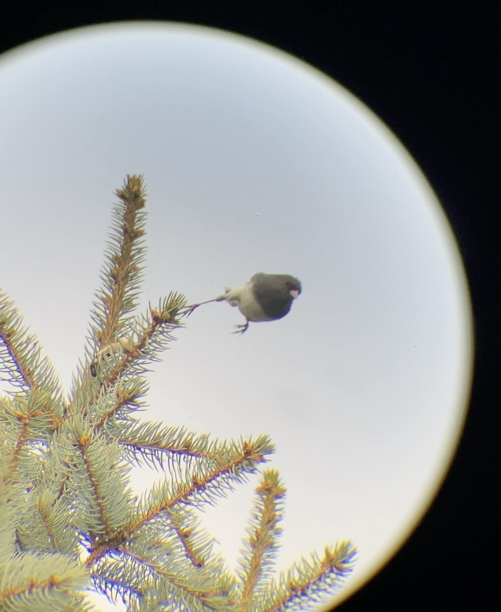 Dark-eyed Junco - ML644567875