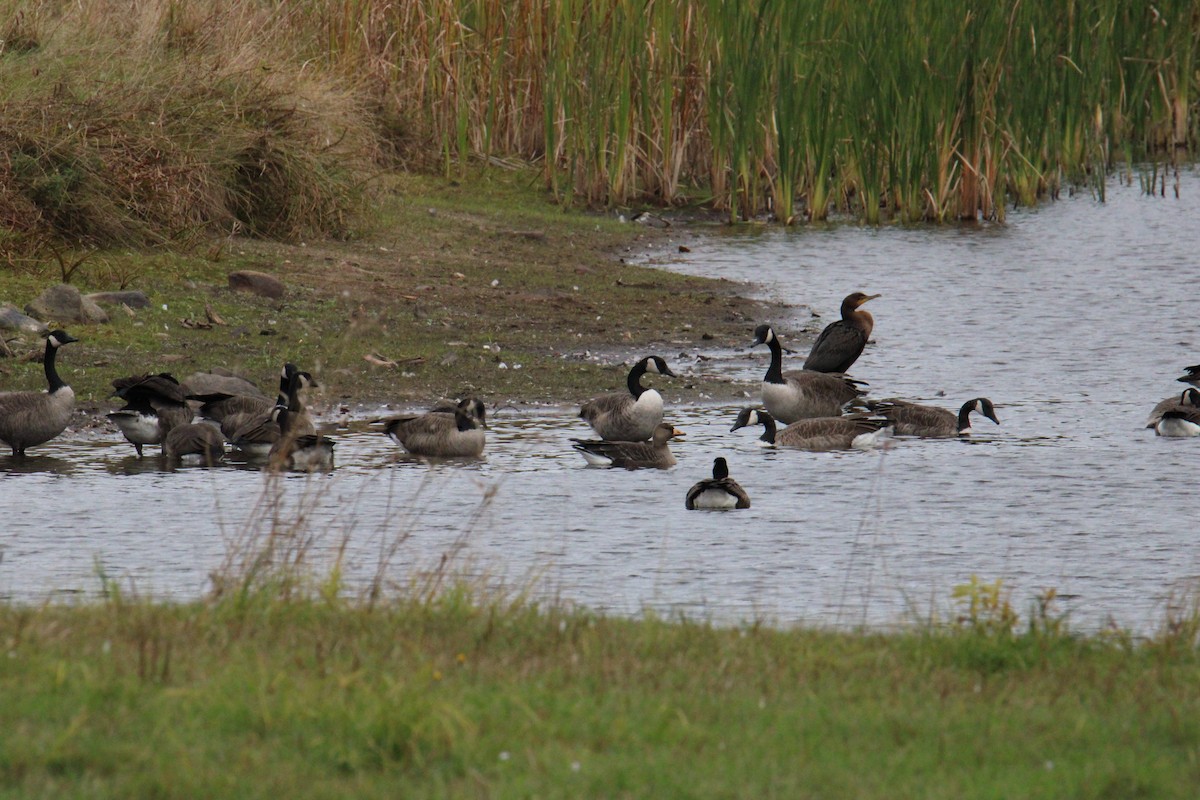 Манхин галуу - ML644567876