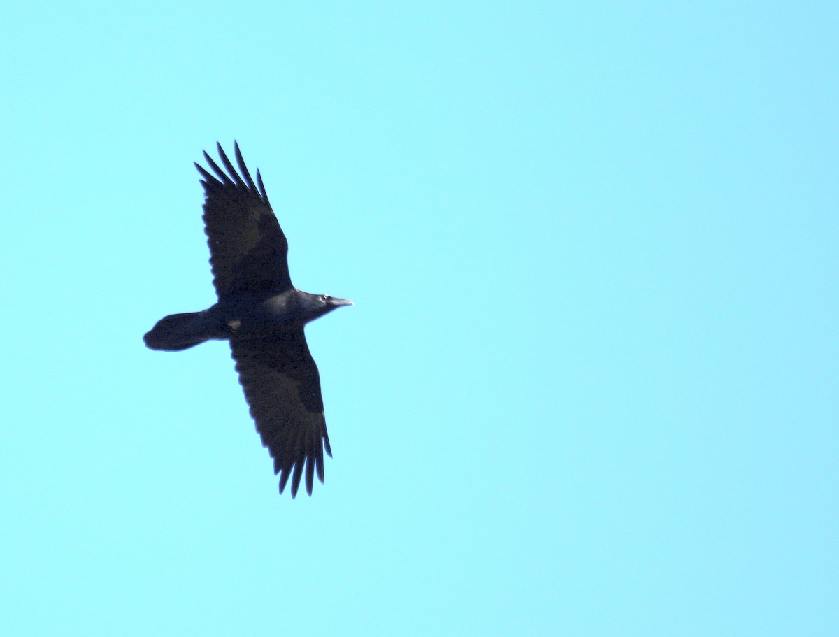 Хон хэрээ - ML644567877