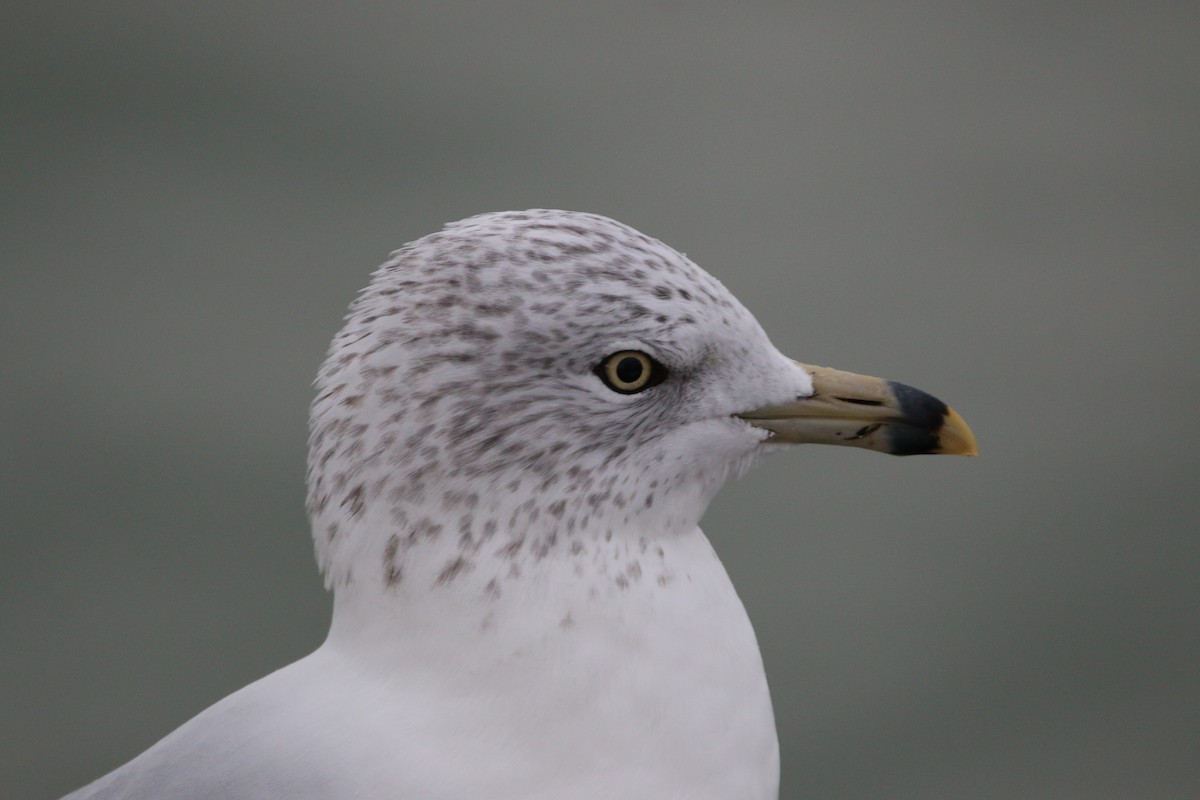 Ring-billed Gull - ML644567878
