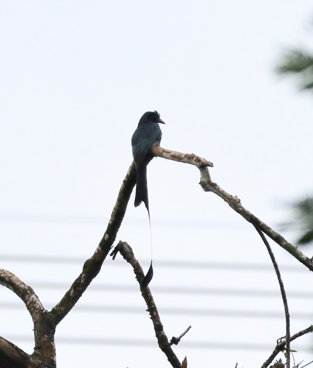 Greater Racket-tailed Drongo - ML644567879