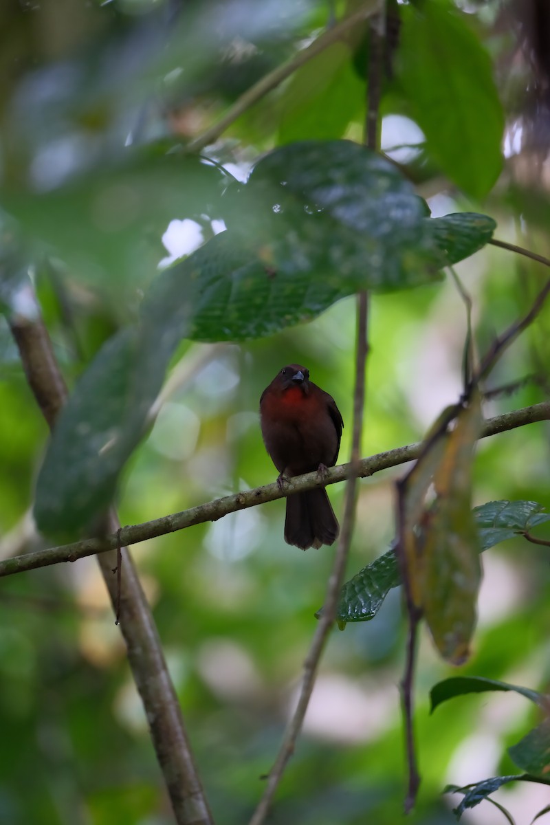 Red-throated Ant-Tanager - ML644567880