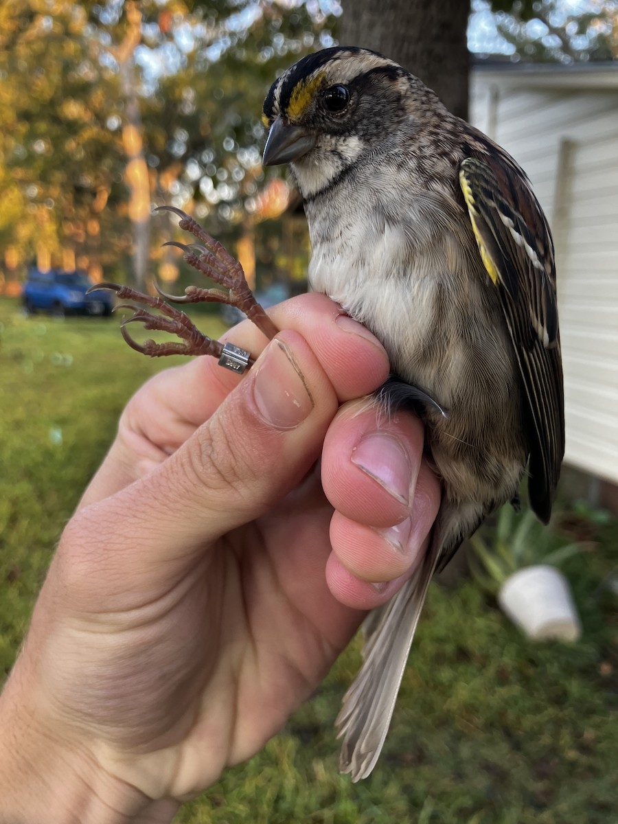 White-throated Sparrow - ML644567881