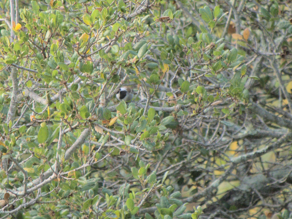 クロイロコガラ - ML644567885