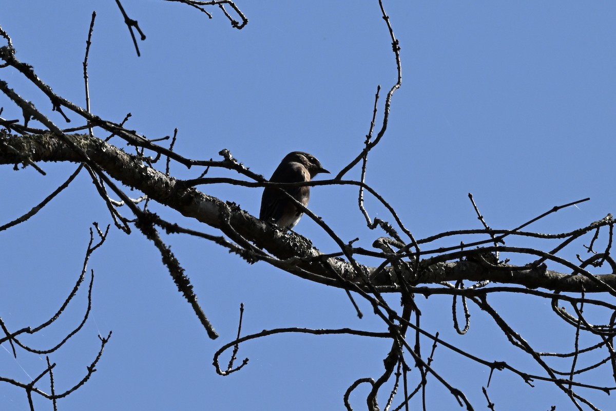 Eastern Bluebird - ML644567890