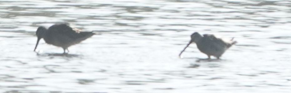 Bécassin à long bec - ML644567895