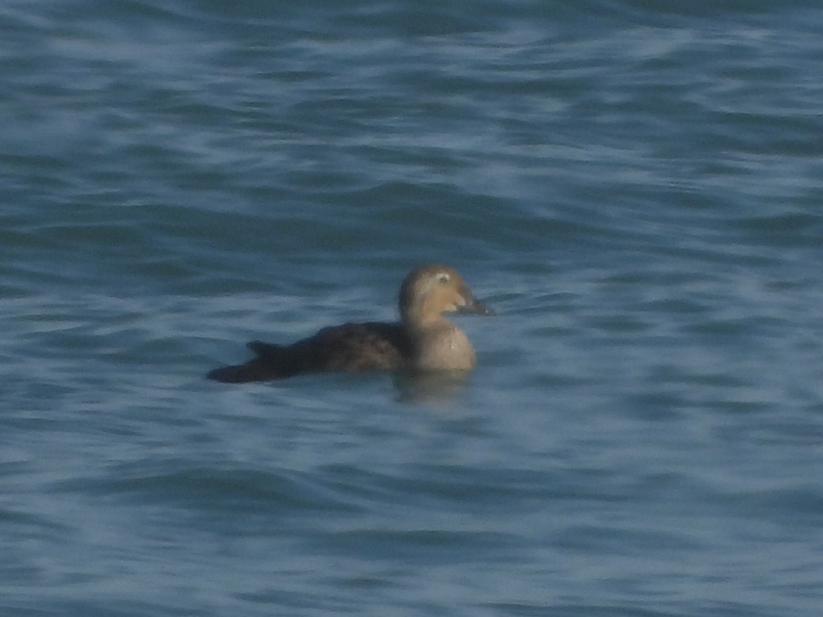 King Eider - ML644567901