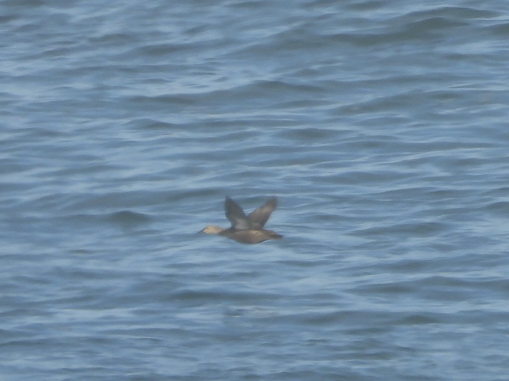 King Eider - ML644567907