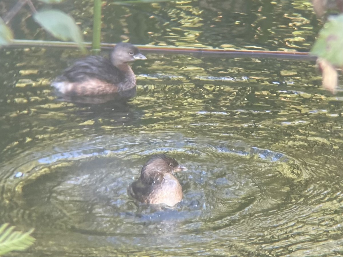 Pied-billed Grebe - ML644567909