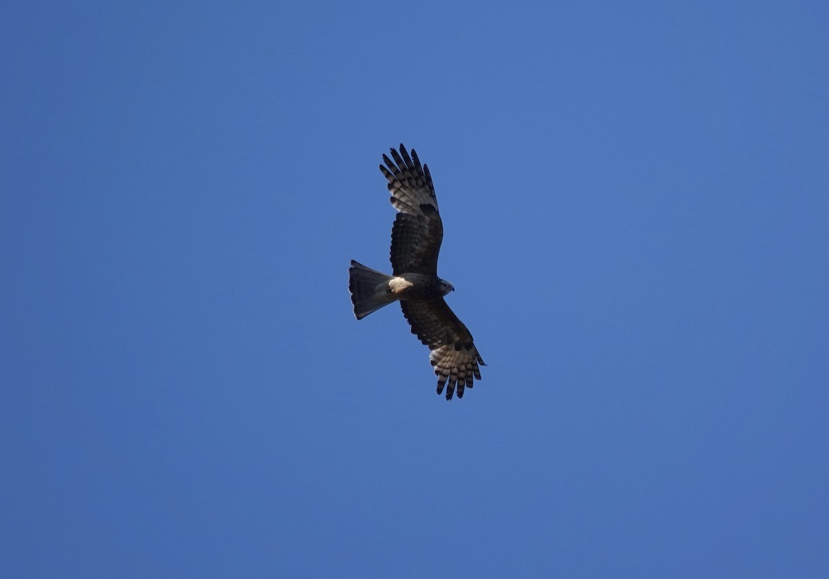 Square-tailed Kite - ML644567910