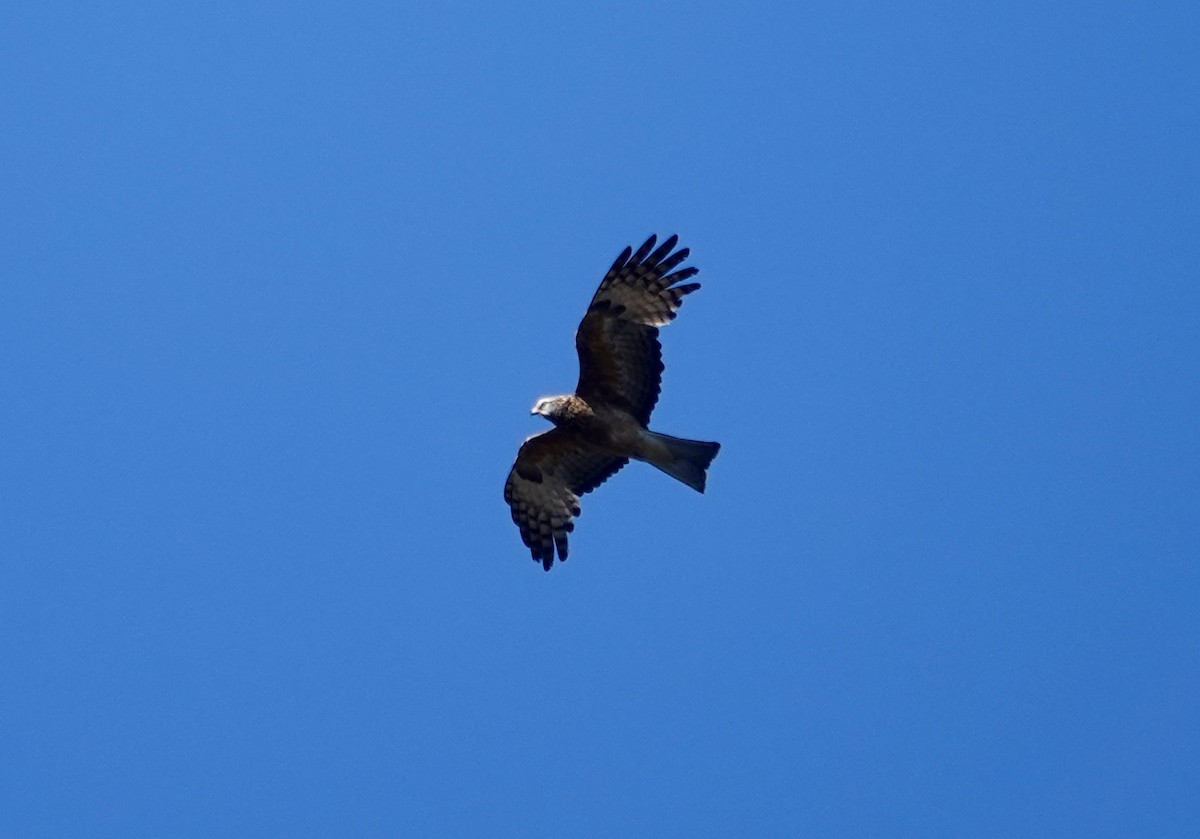 Square-tailed Kite - ML644567912