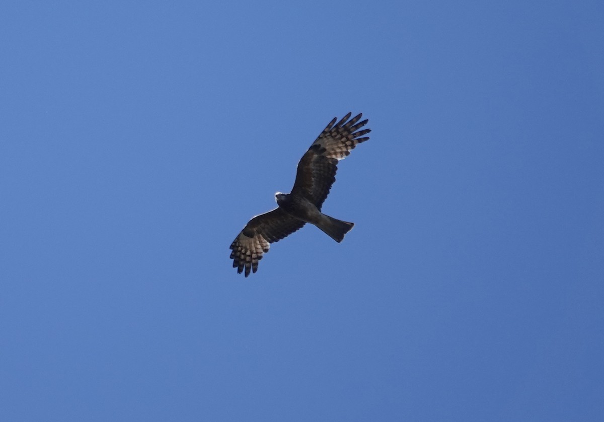 Square-tailed Kite - ML644567915